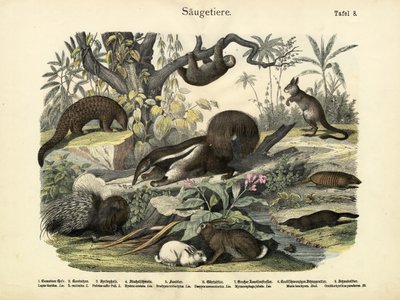 Mammals by German School